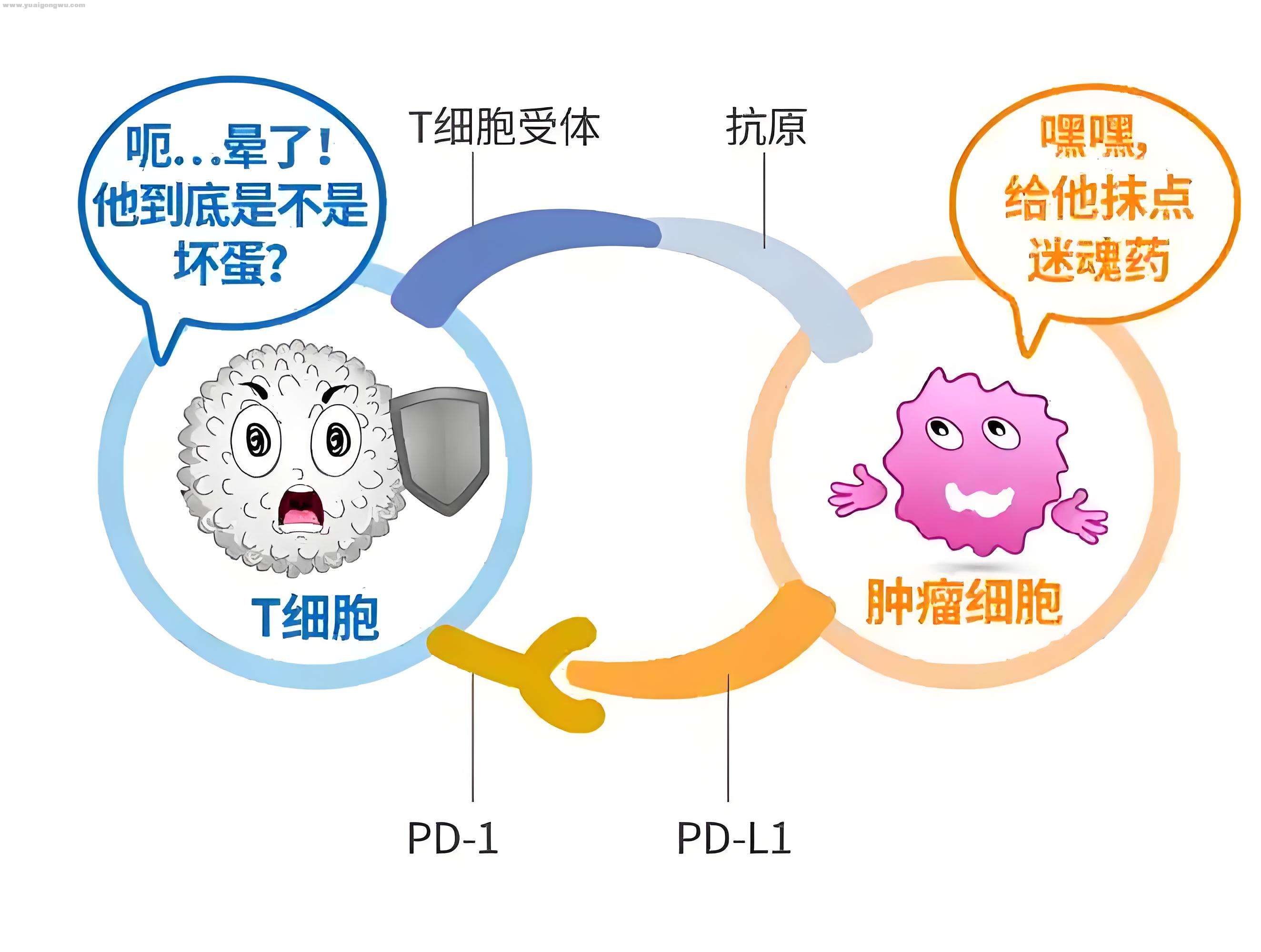 癌症：老年健康的隐匿 “杀手”—— 深度解析癌症与衰老的关联